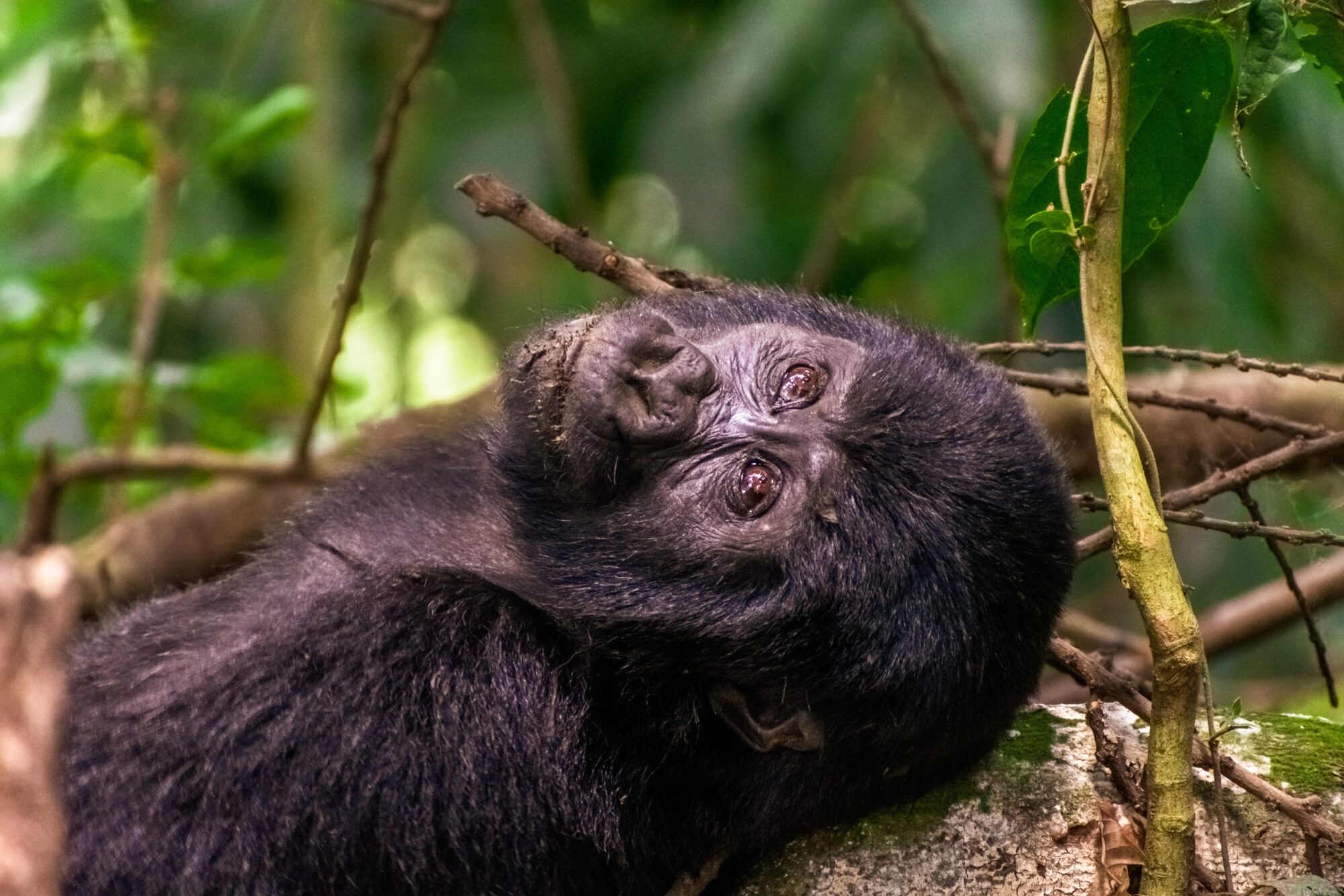 Gorilla Heights Lodge Gorilla Trekking