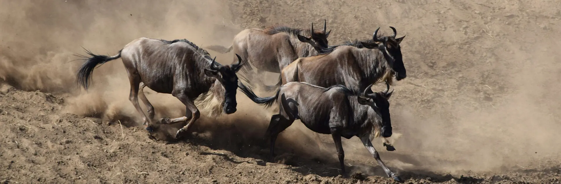 Great-Migration-Option in tanzania