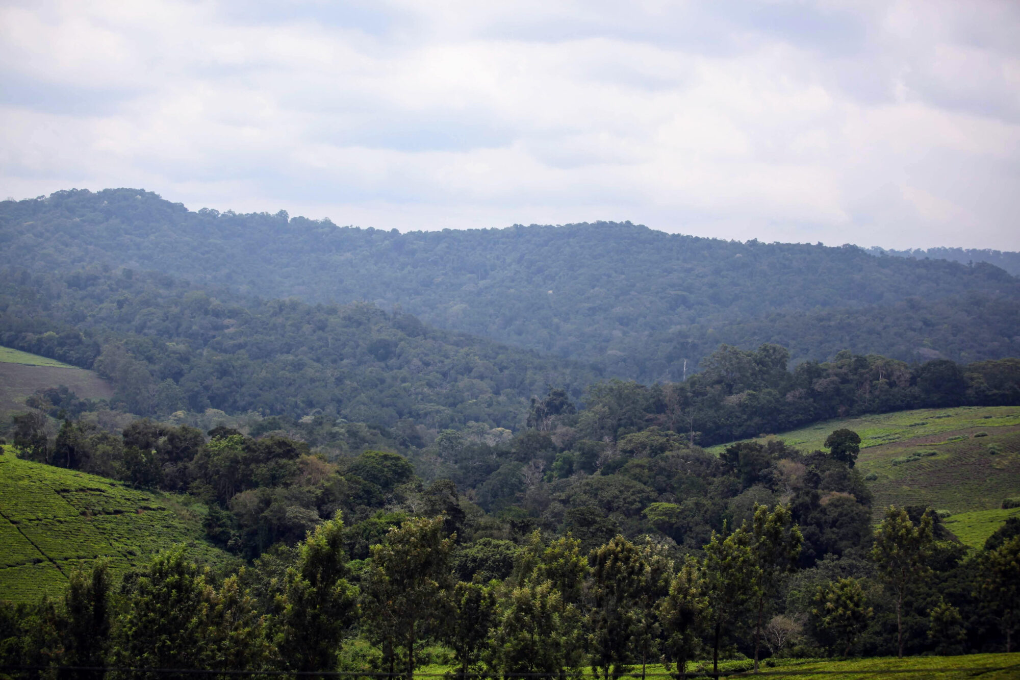 Kibale Forest National Park (2)
