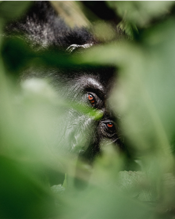 Kibale Forest National Park (2)