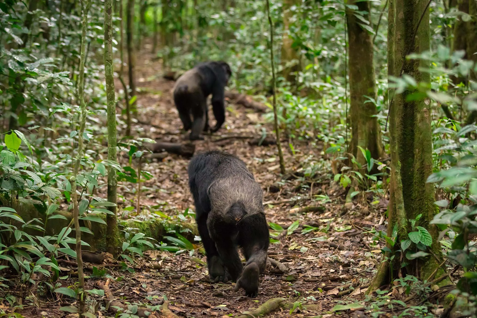 Kibale Forest National Park (5)