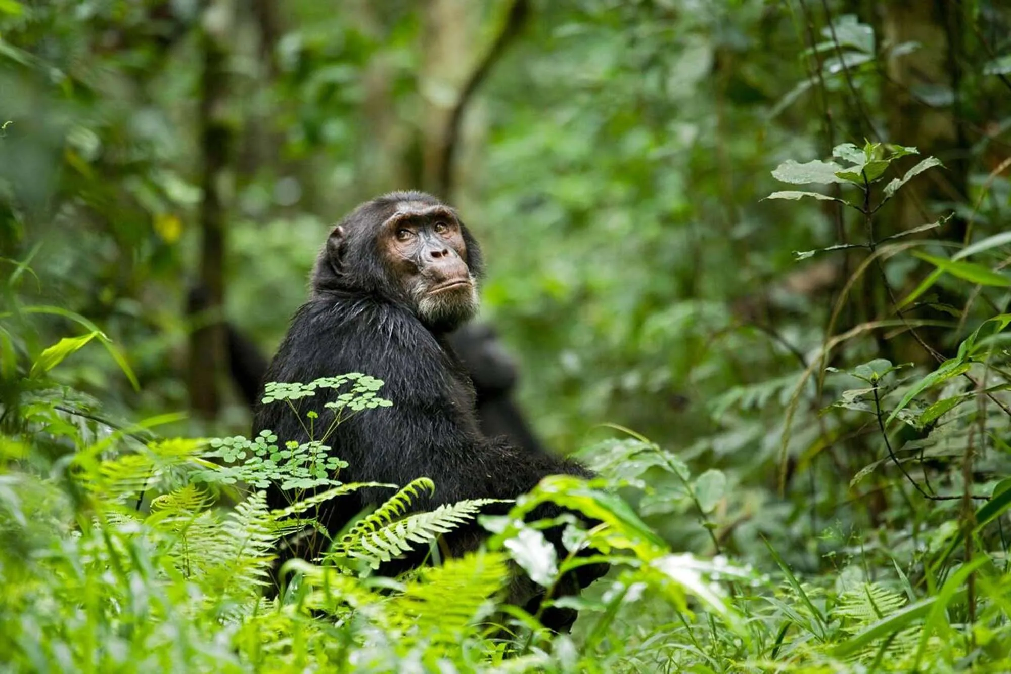 Kibale Forest National Park (6)