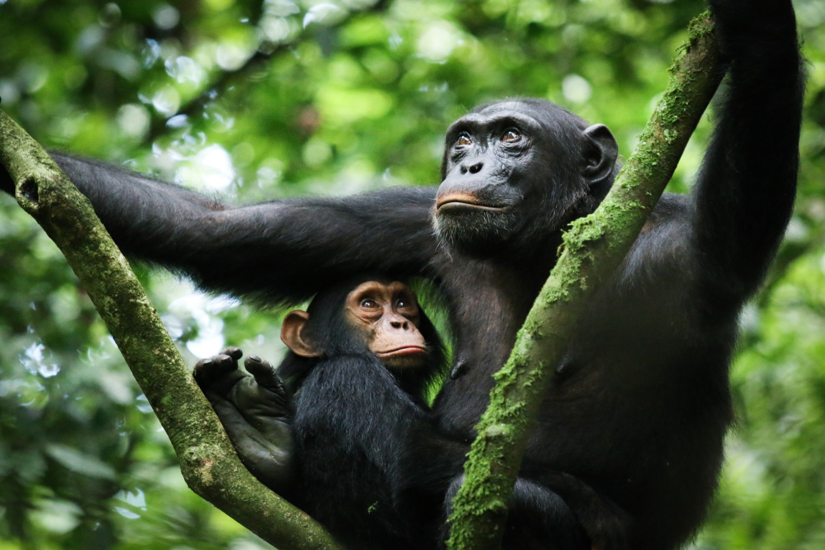 Kibale Forest National Park (7)