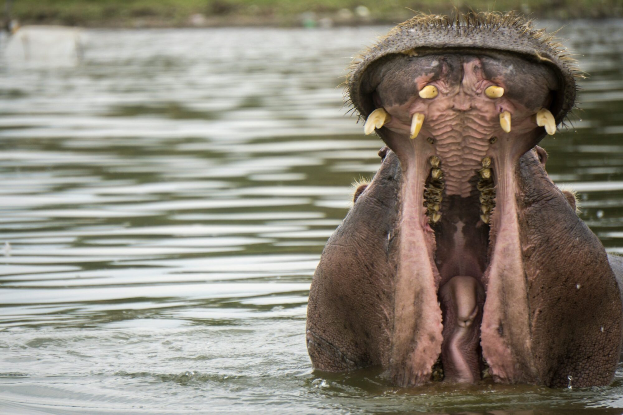 Lake Naivasha National Park (1)