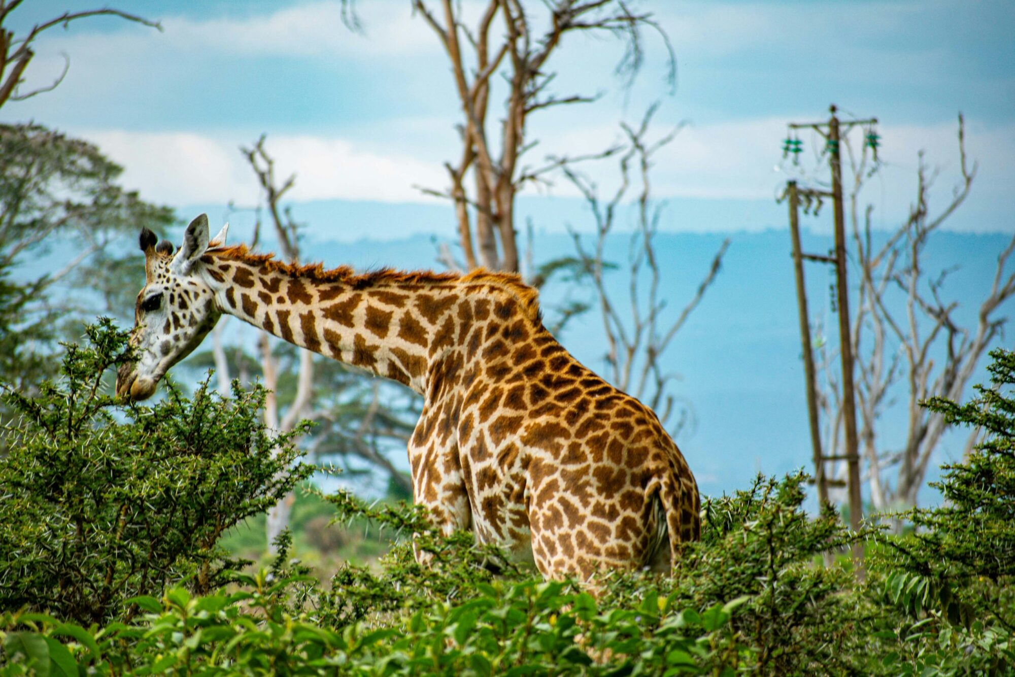 Lake Naivasha National Park (11)