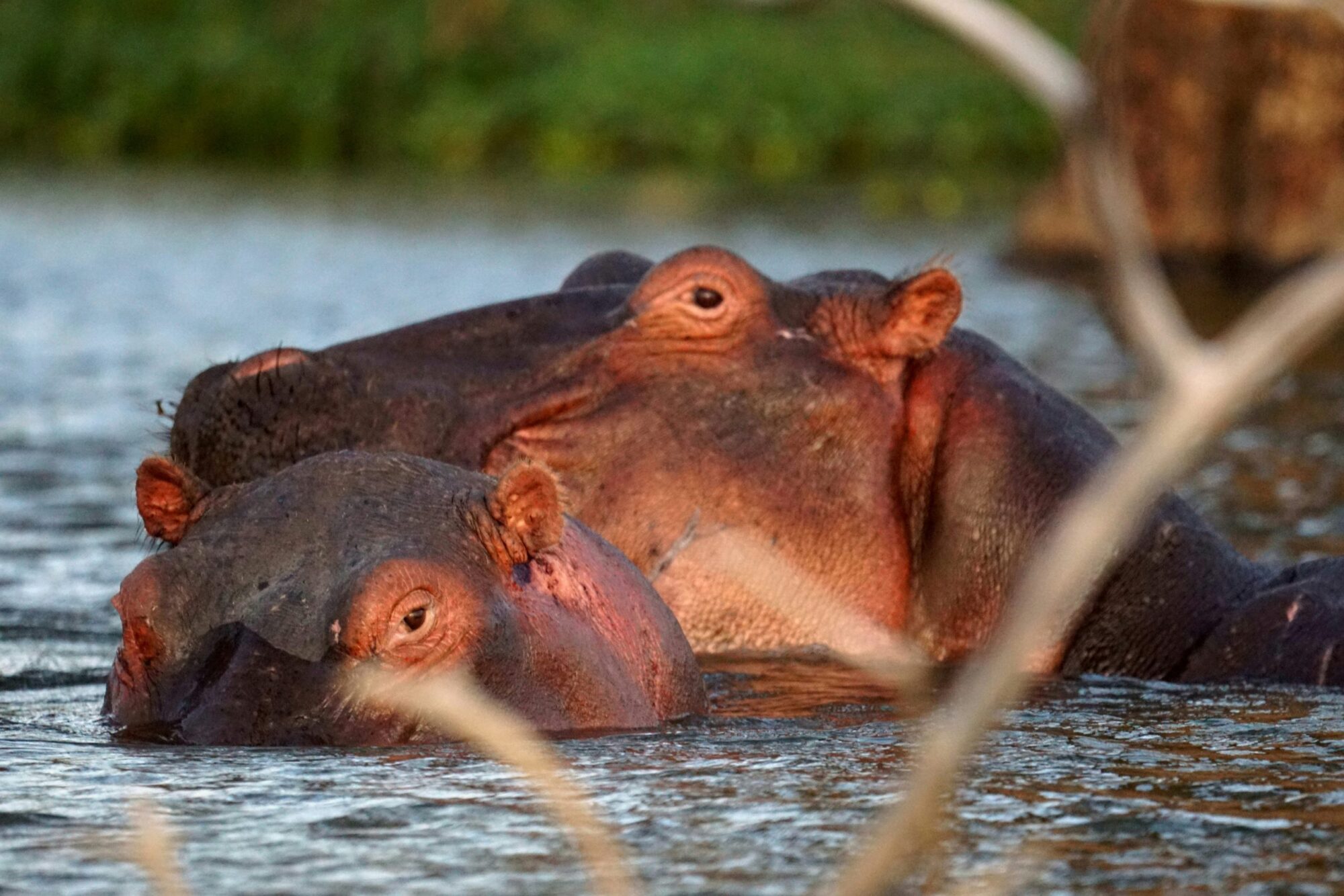 Lake Naivasha National Park (13)