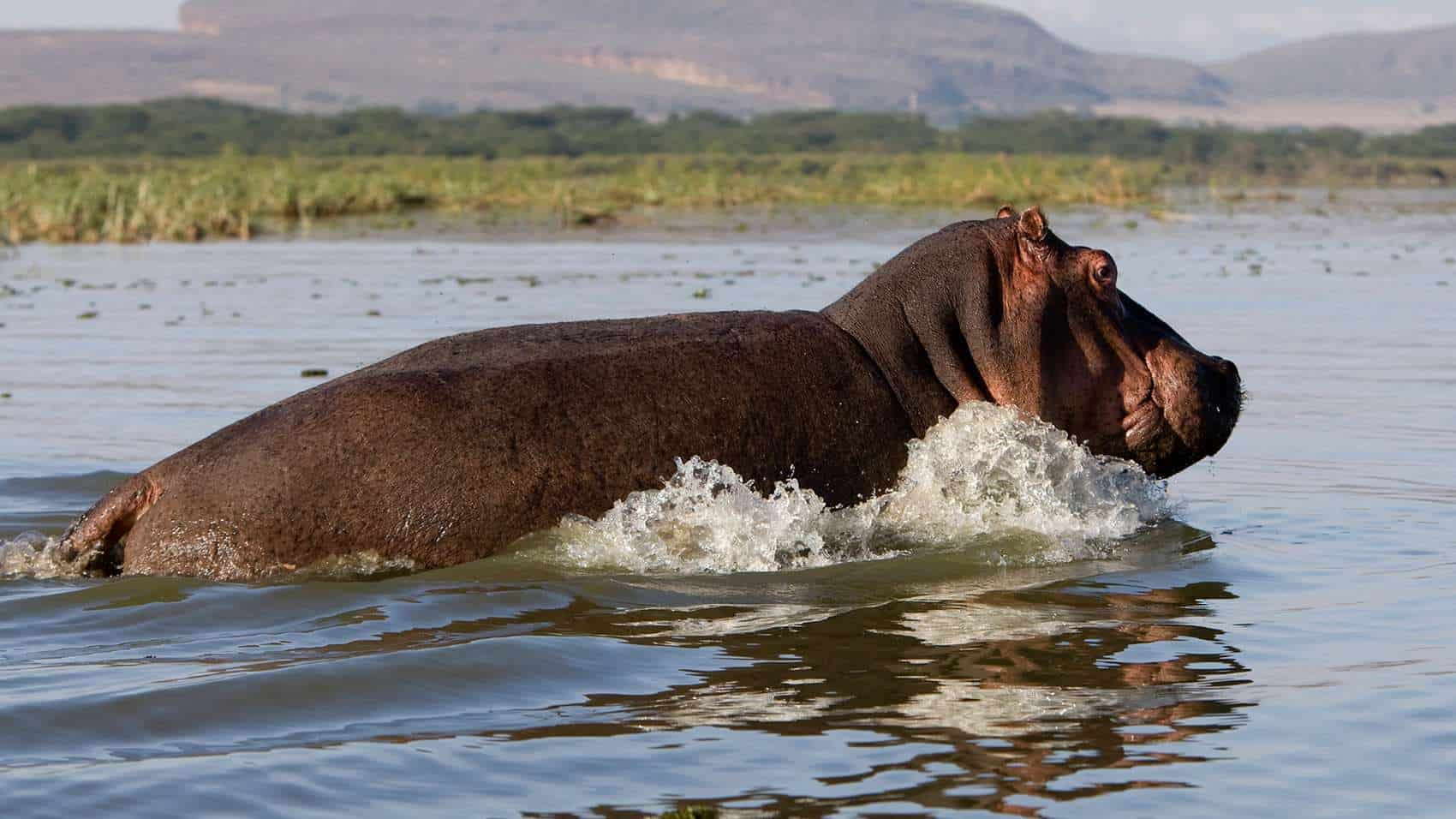 Lake Naivasha National Park (4)