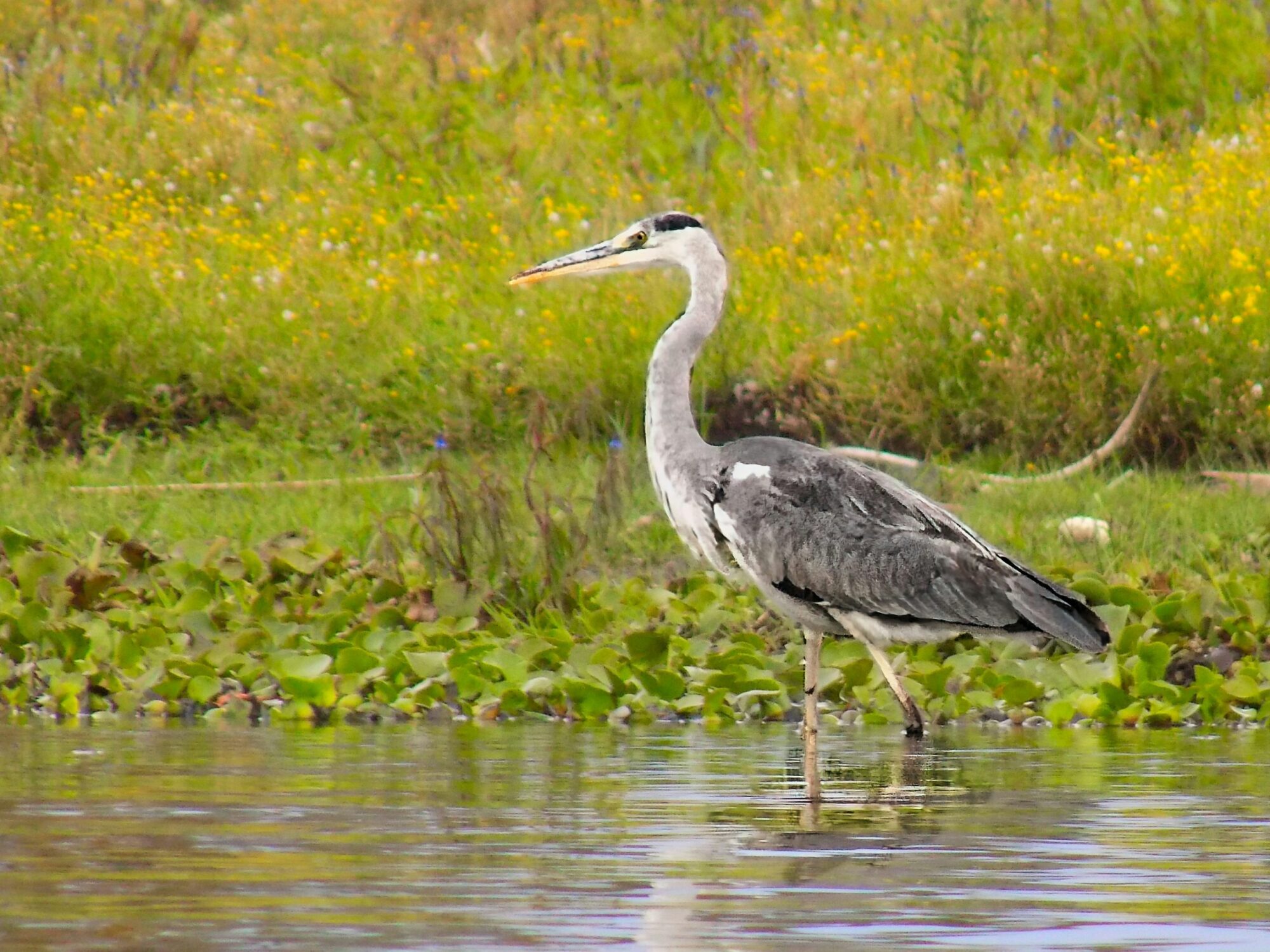 Lake Naivasha National Park (5)