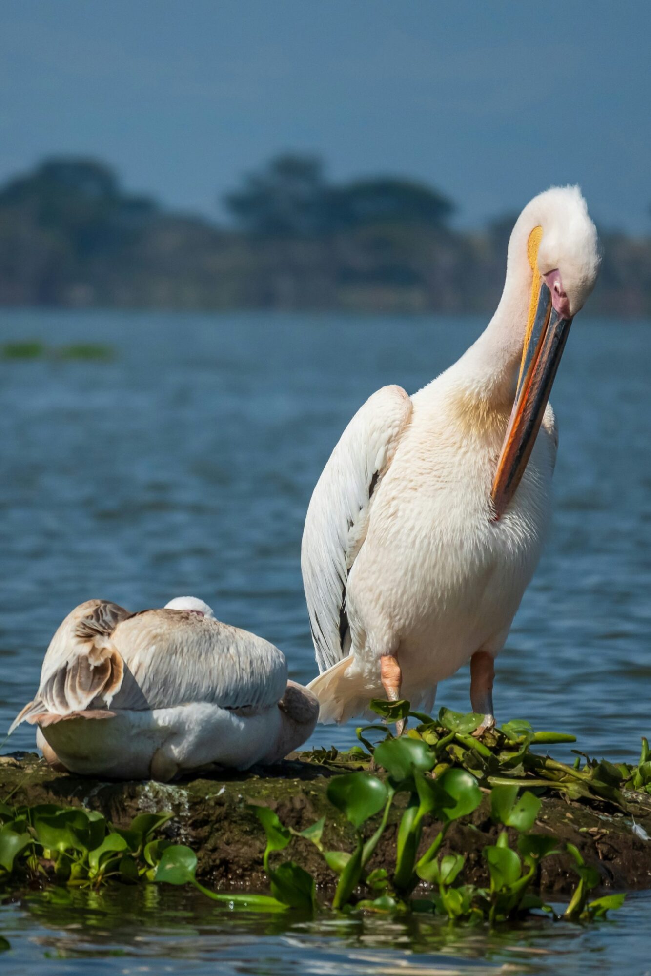 Lake Naivasha National Park (8)