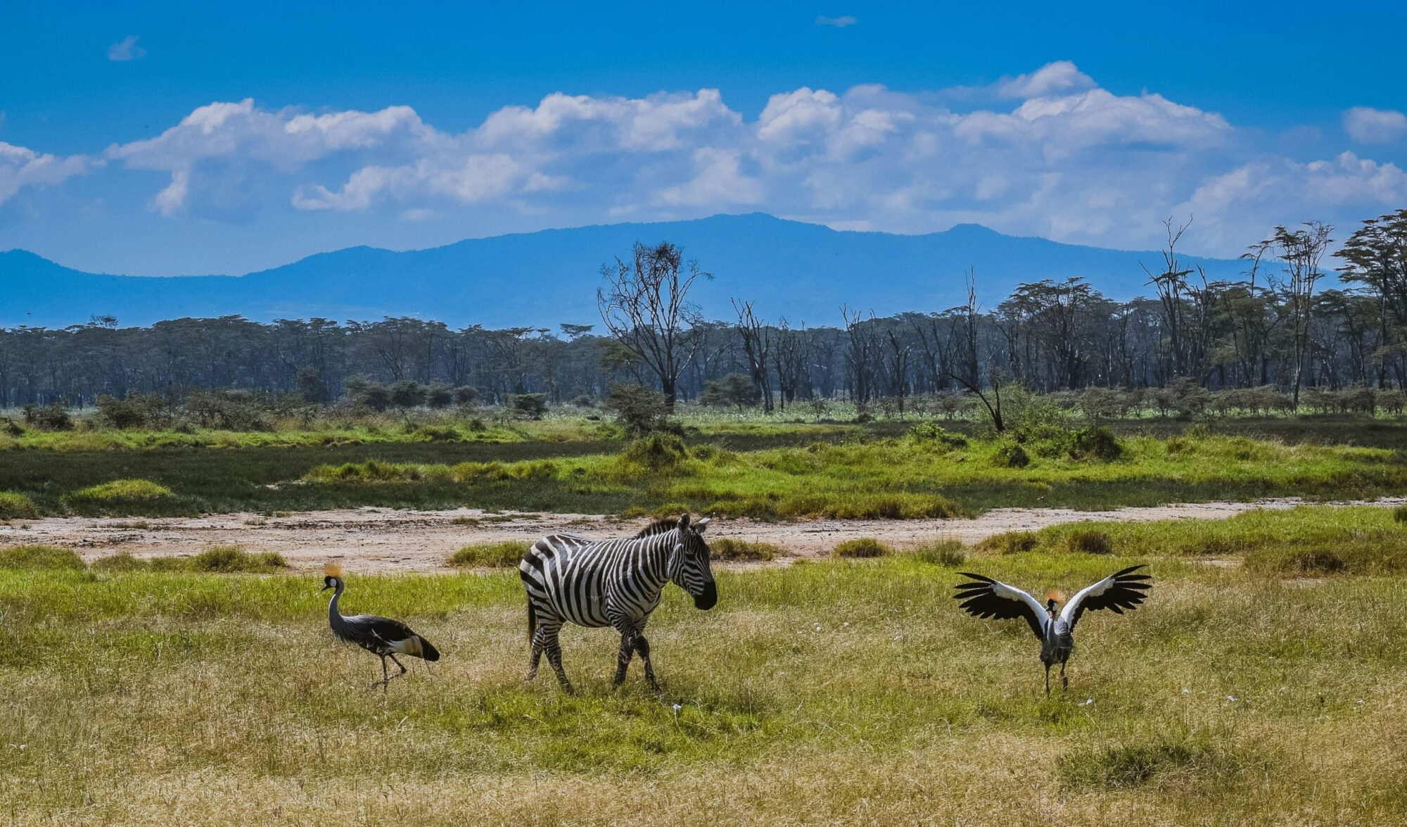 Lake Nakuru National Park (11)