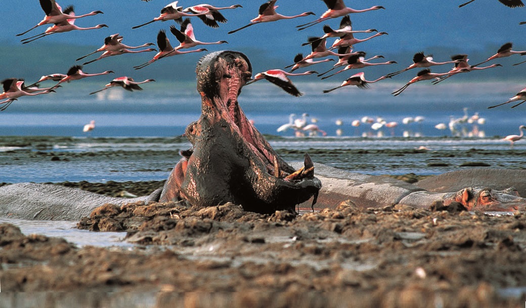 Lake Nakuru National Park (13)