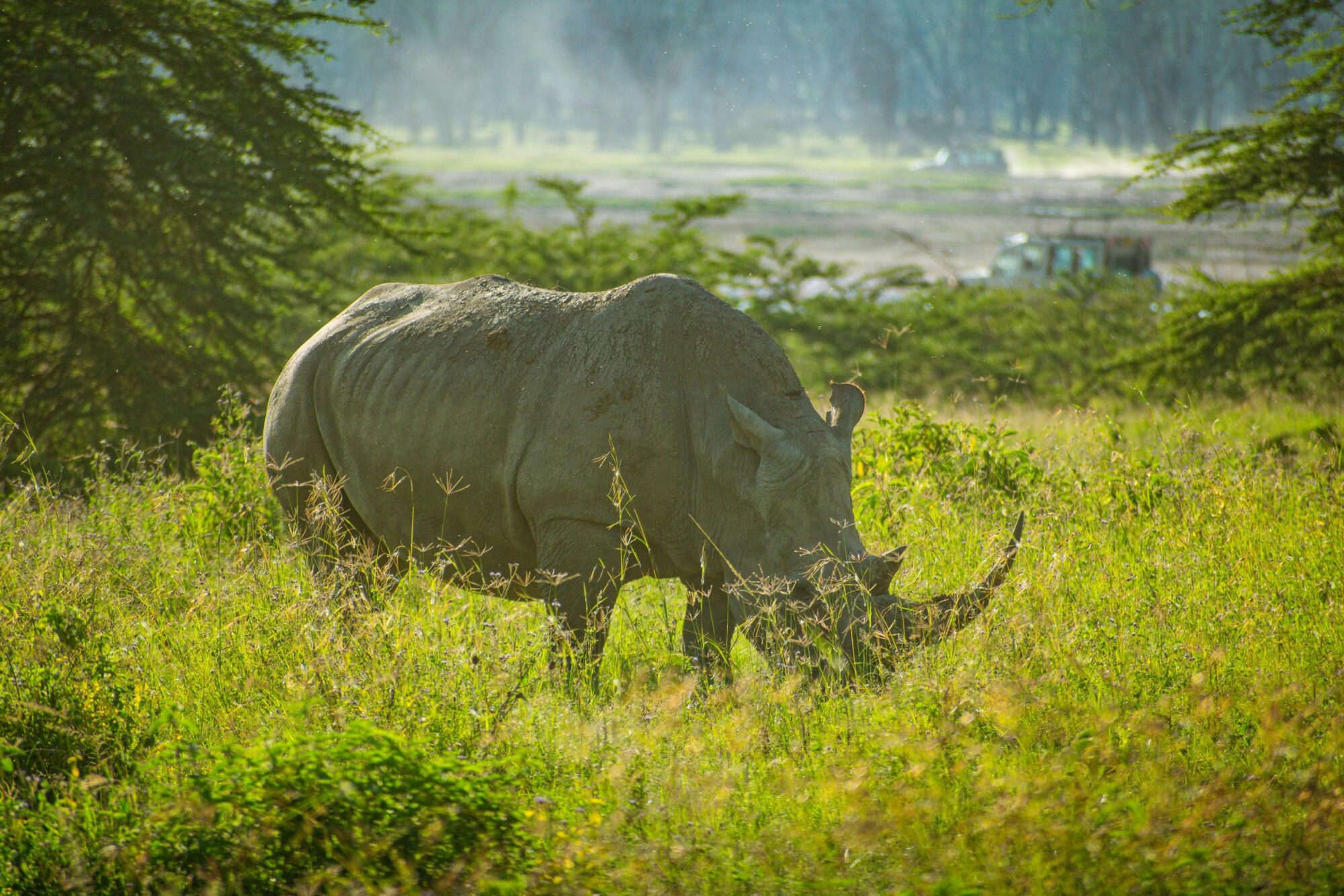 Lake Nakuru National Park (4)