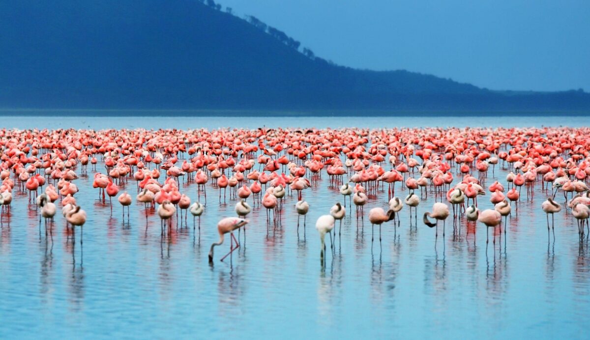 Lake Nakuru National Park (6)