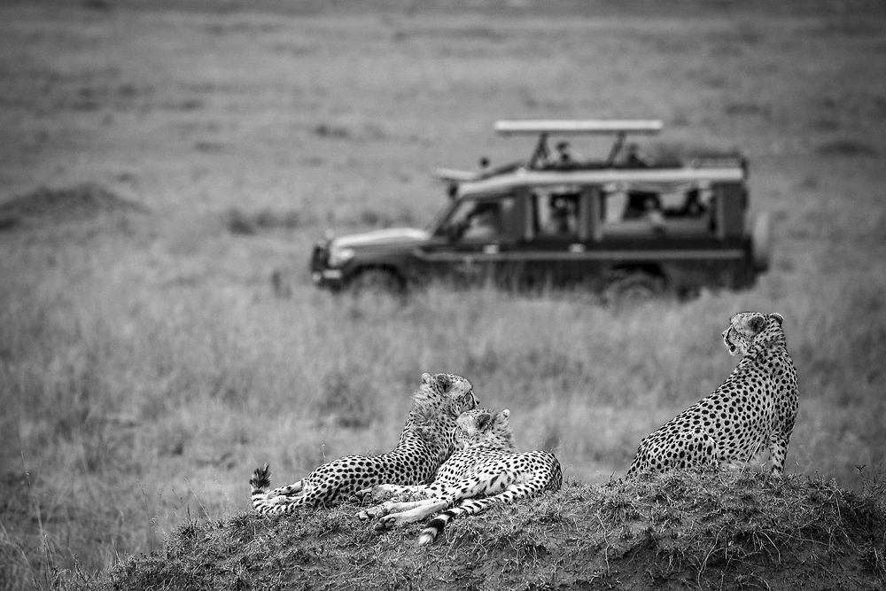 Masai Mara National Park (1)
