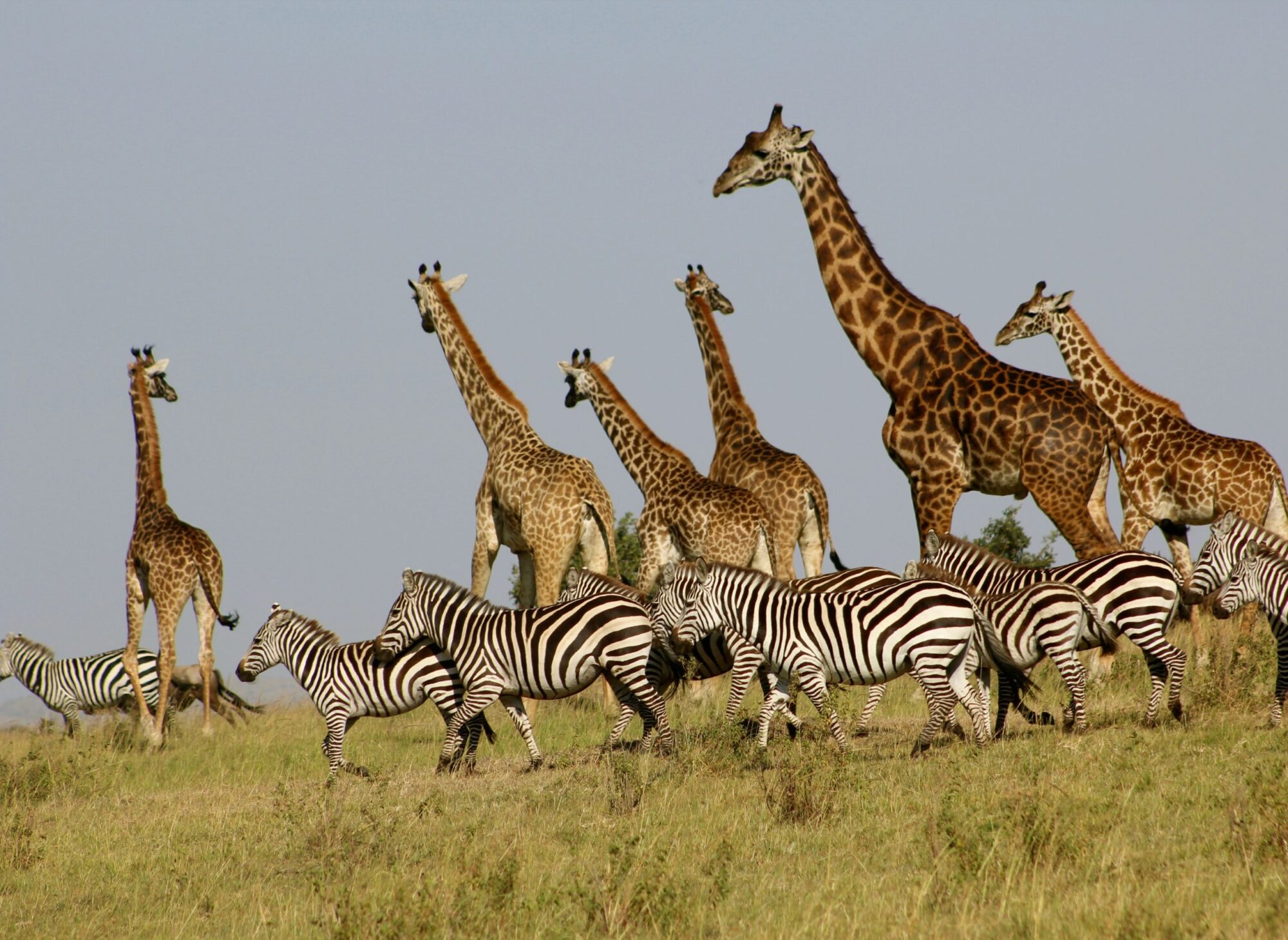 Masai Mara National Park (14)