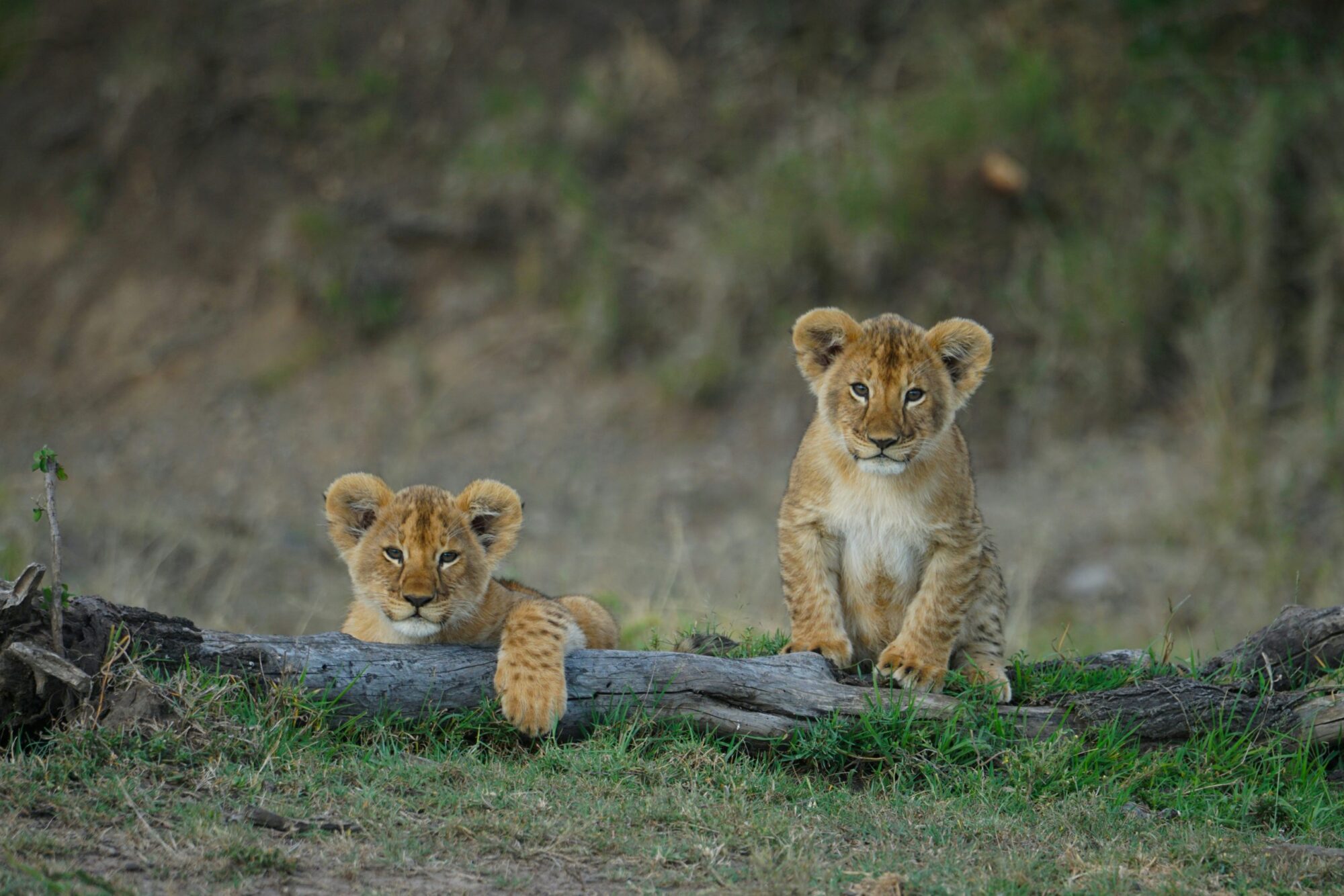 Masai Mara National Park (9)