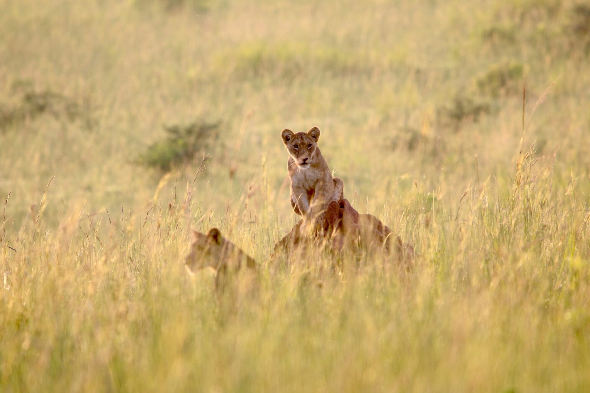 Murchison Falls National Park (12)