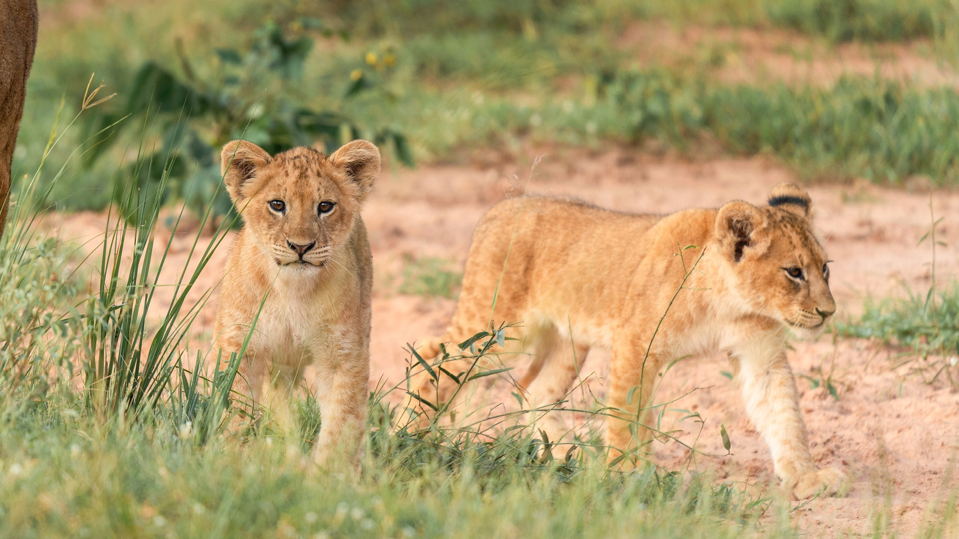 Murchison Falls National Park (2)