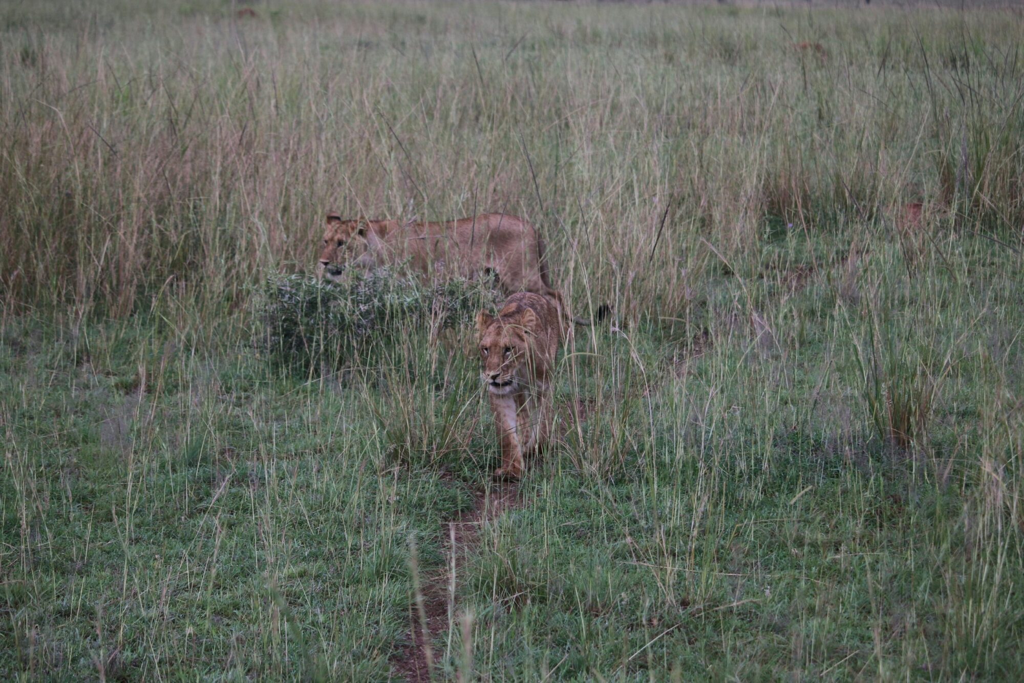 Murchison Falls National Park (7)