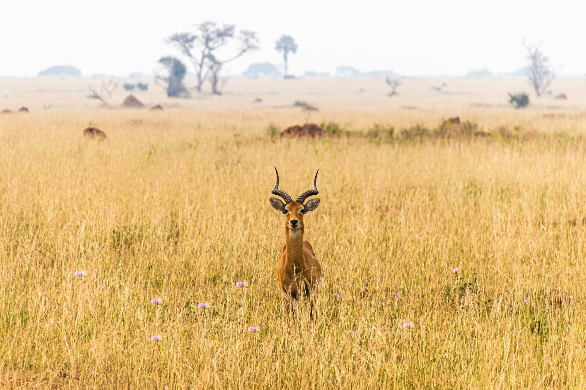 Murchison Falls National Park (9)