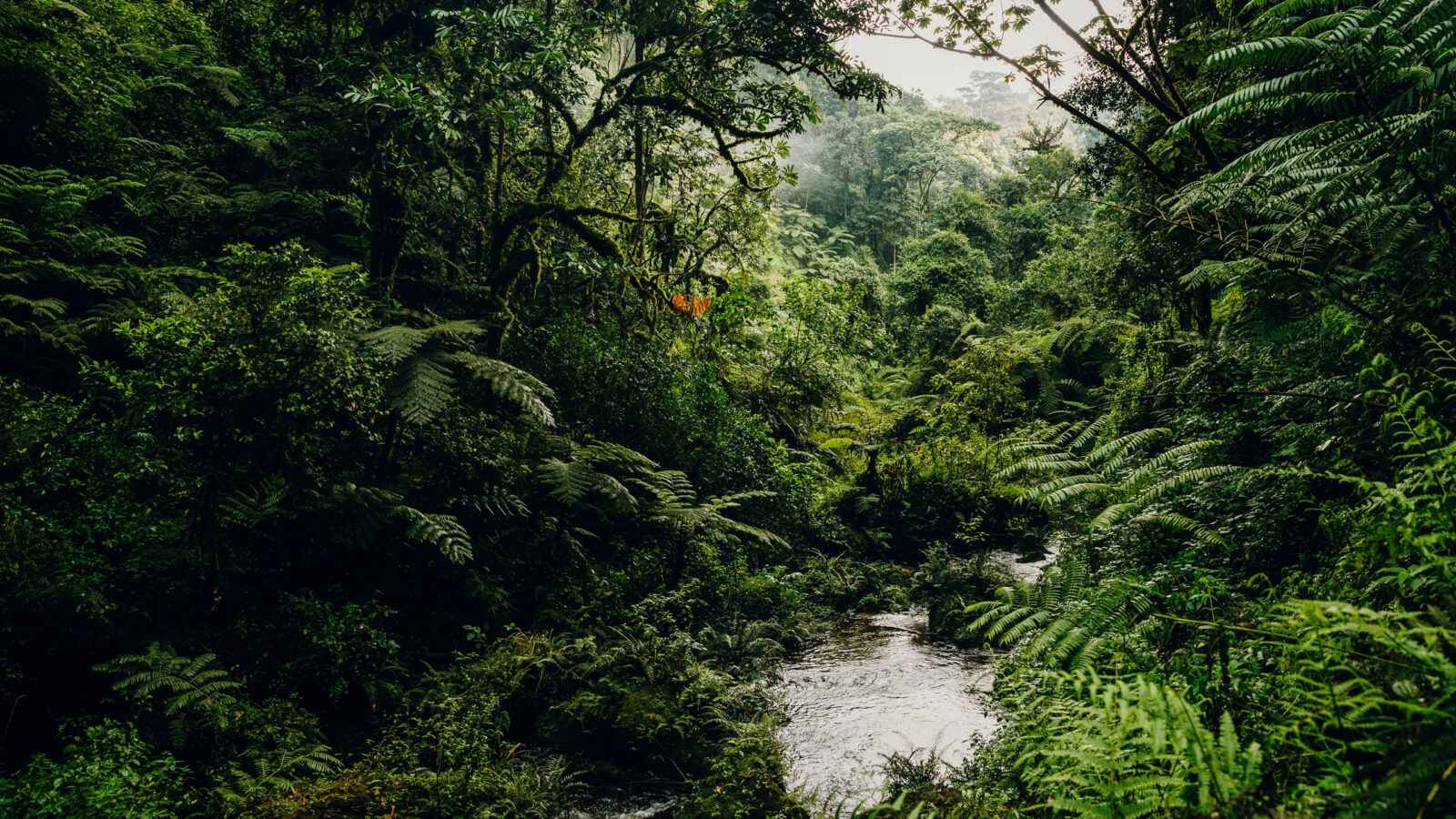 Nyungwe National Park (1)