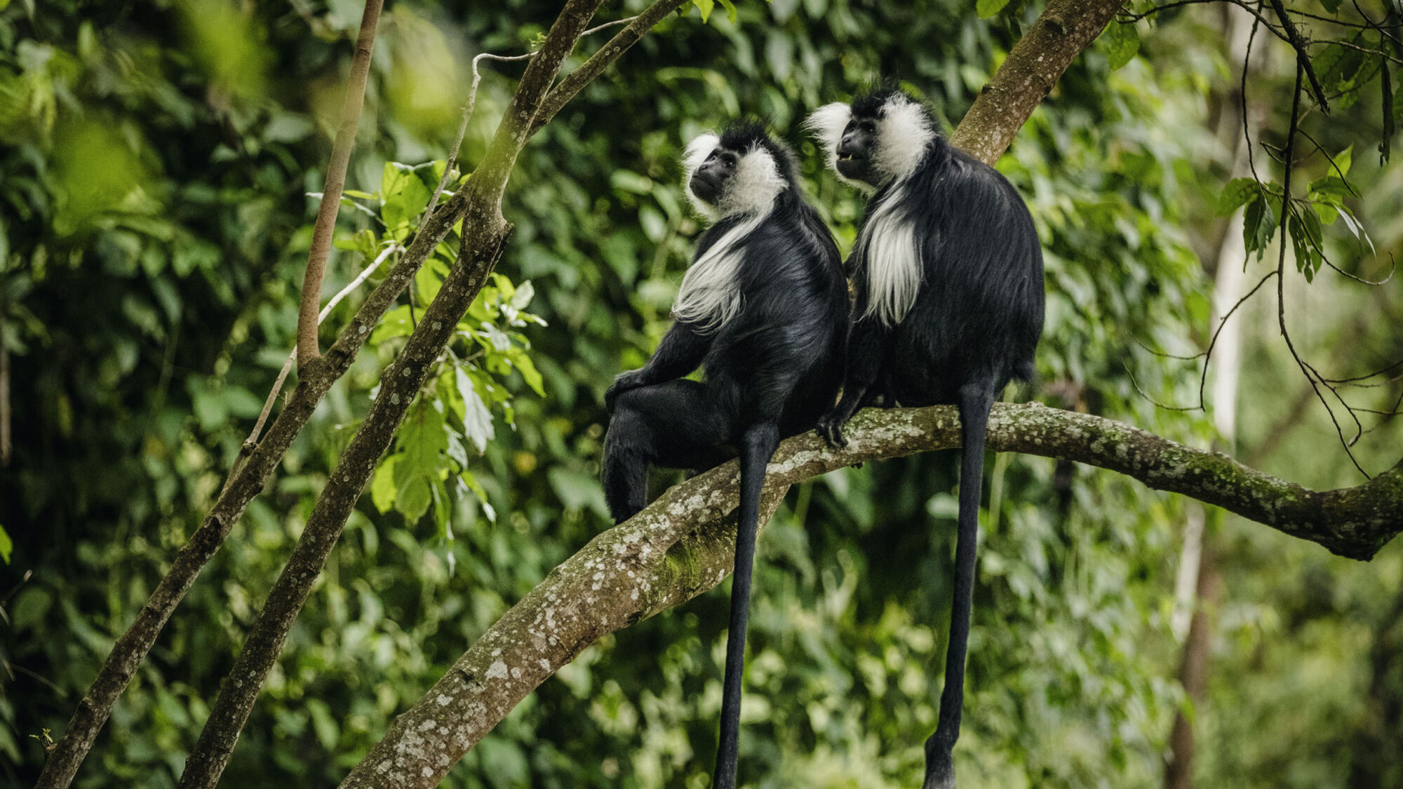 Nyungwe National Park (5)