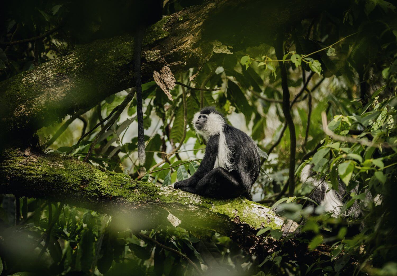 Nyungwe National Park (6)
