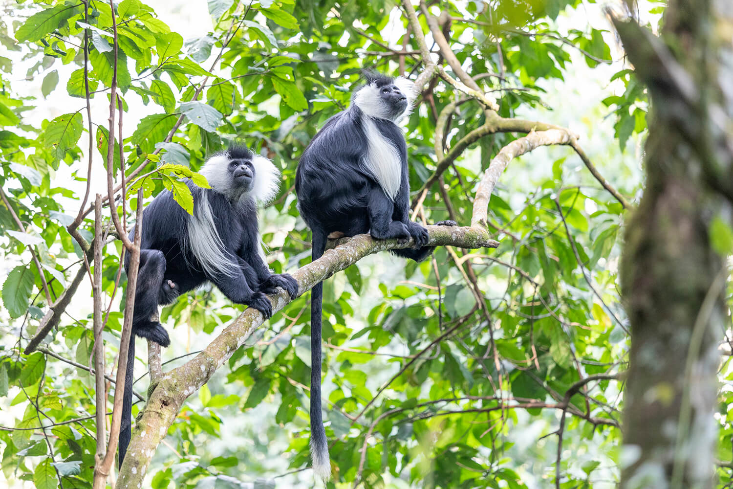 Nyungwe National Park (6)