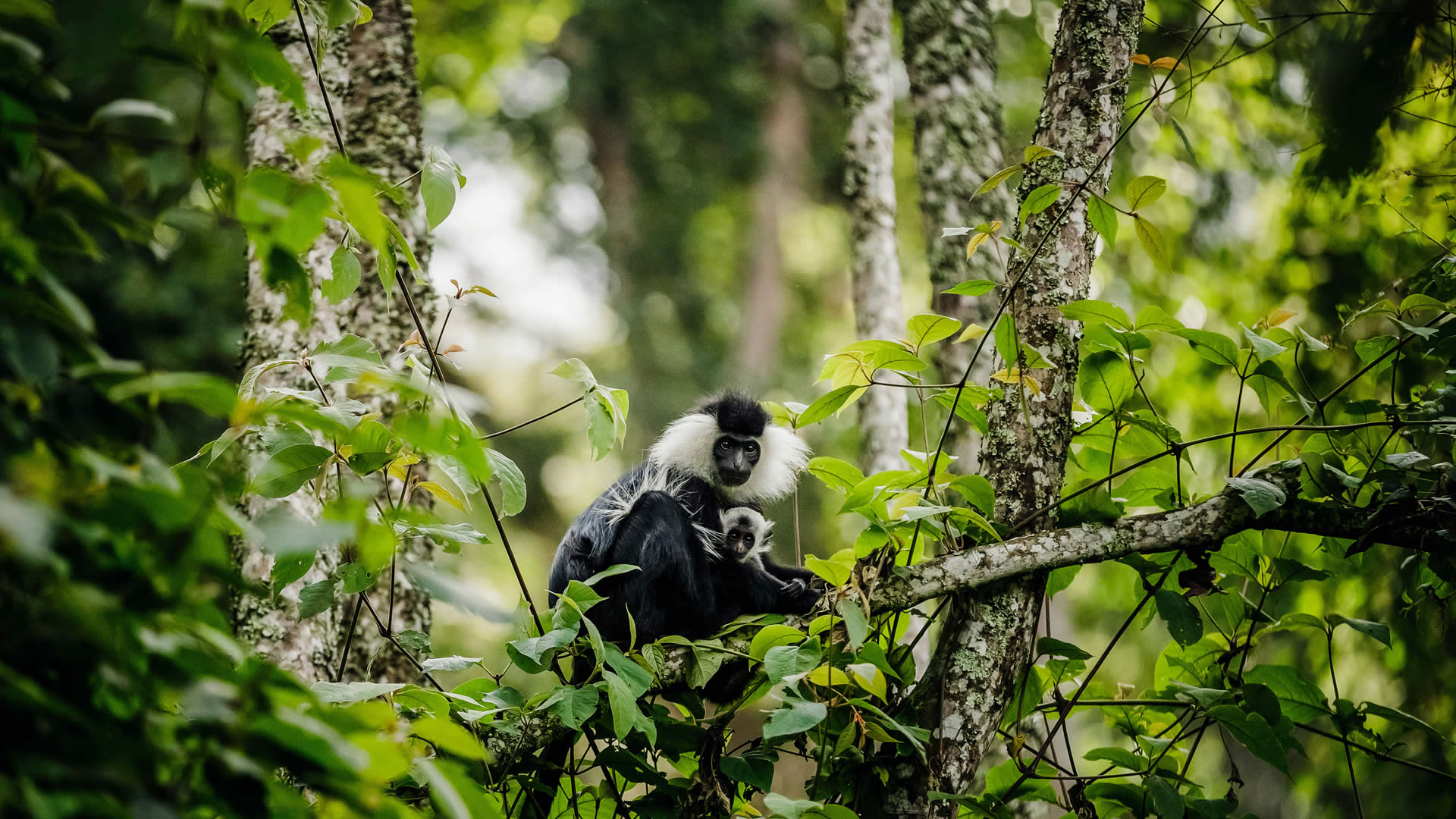 Nyungwe National Park (7)