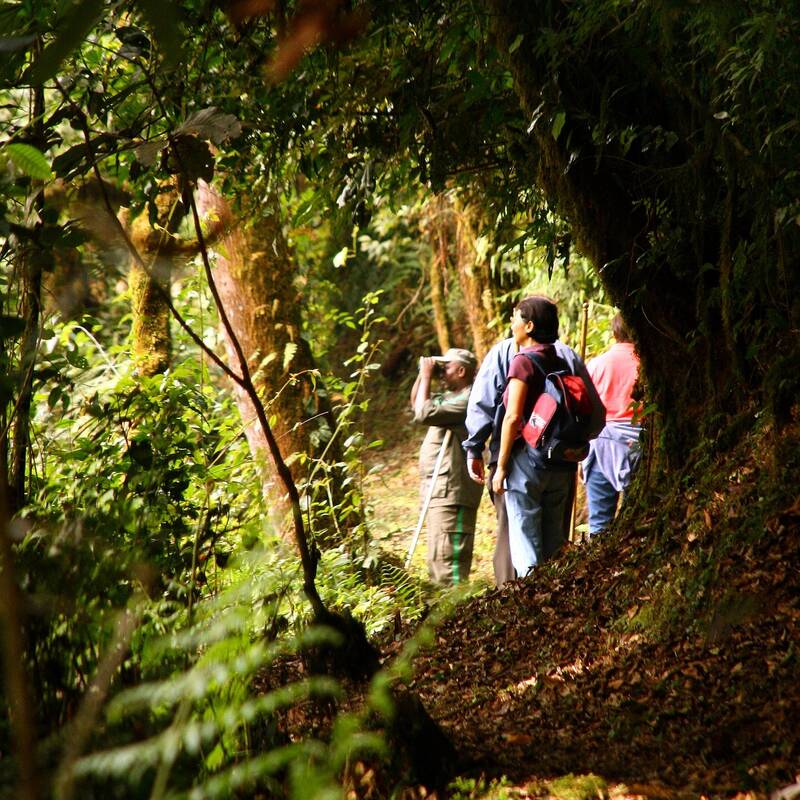 Nyungwe National Park (9)