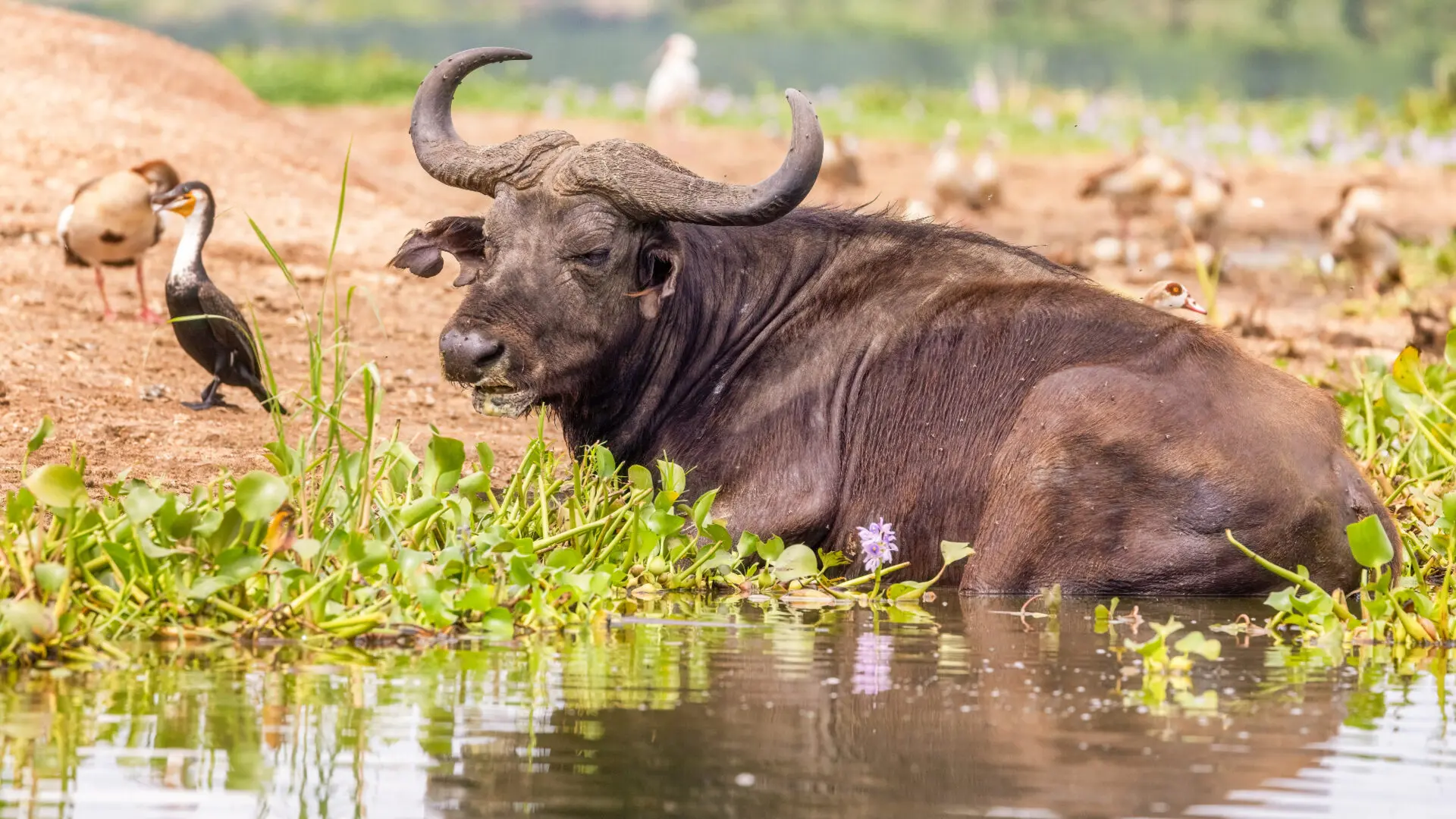 Queen Elizabeth National Park (1)