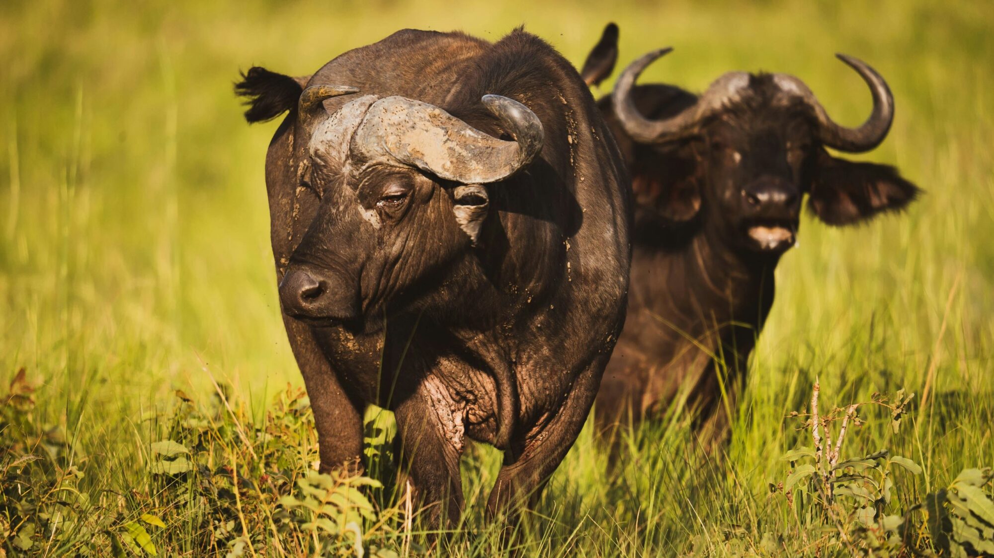 Queen Elizabeth National Park (11)