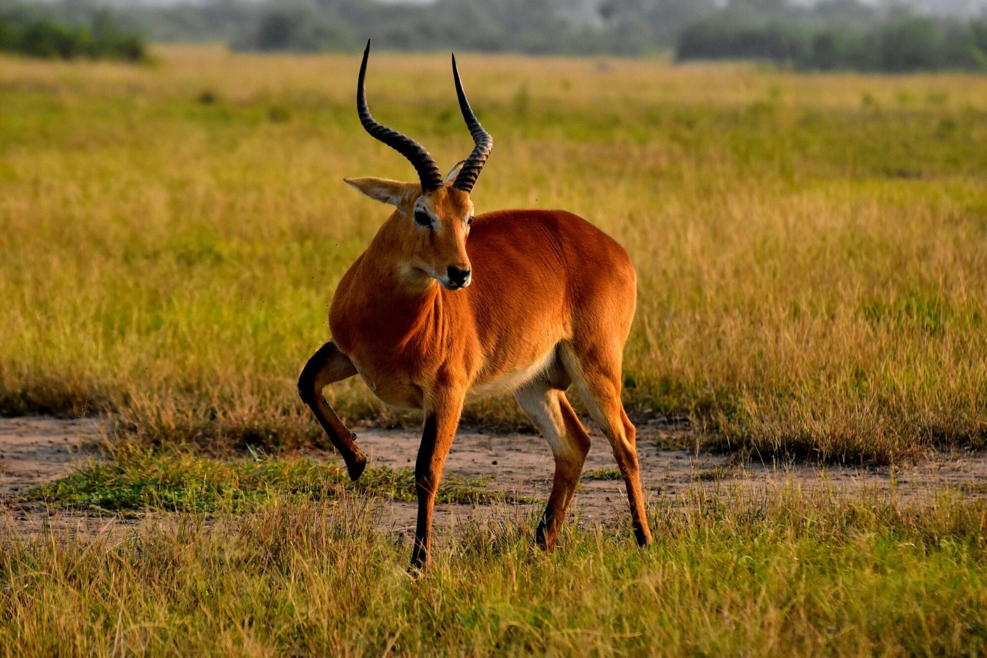 Queen Elizabeth National Park (12)
