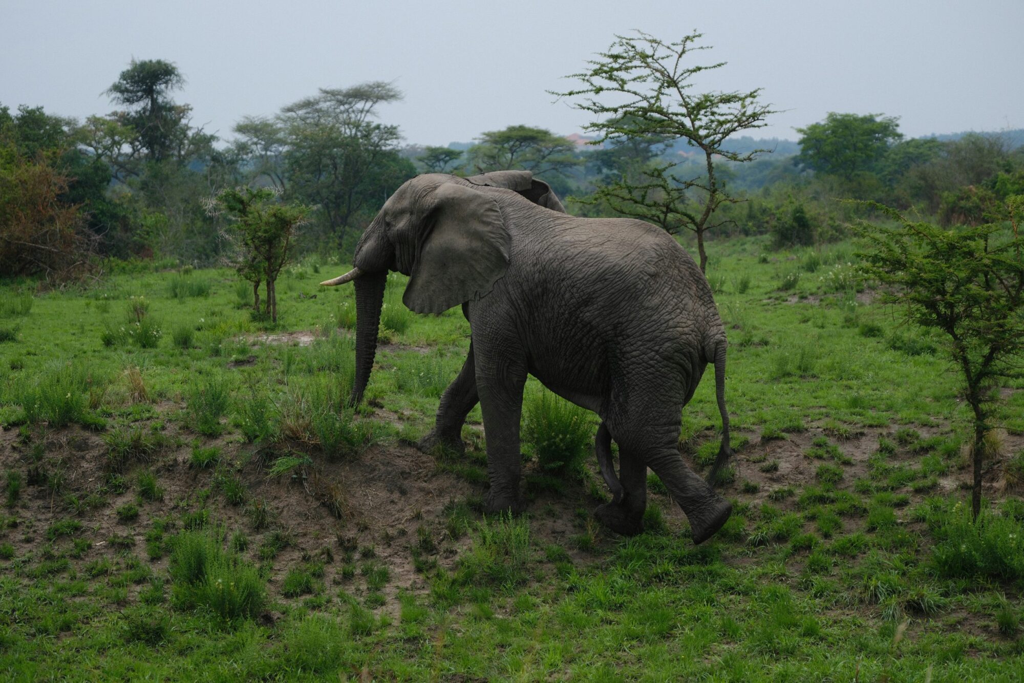 Queen Elizabeth National Park (4)
