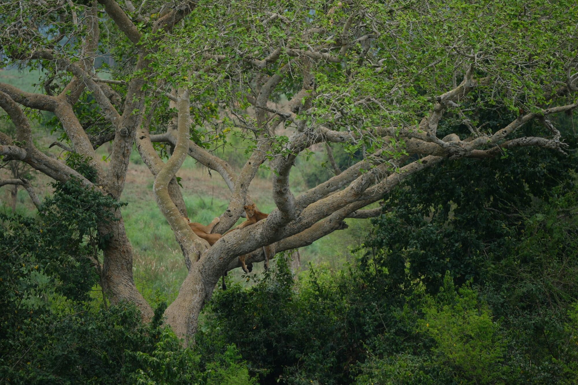 Queen Elizabeth National Park (5)