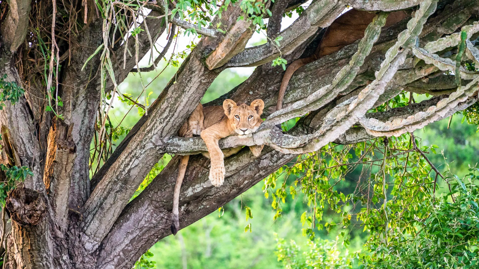 Queen Elizabeth National Park (6)