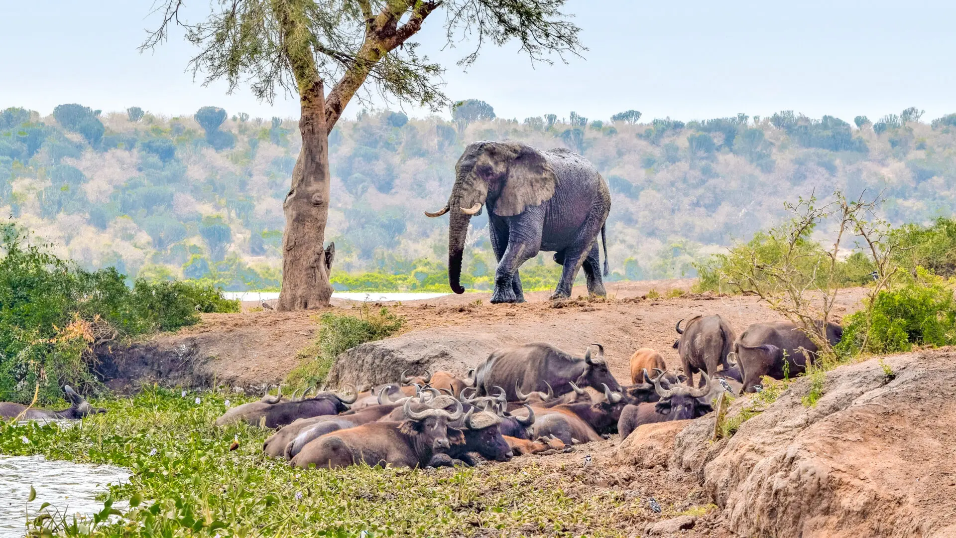 Queen Elizabeth National Park (7)