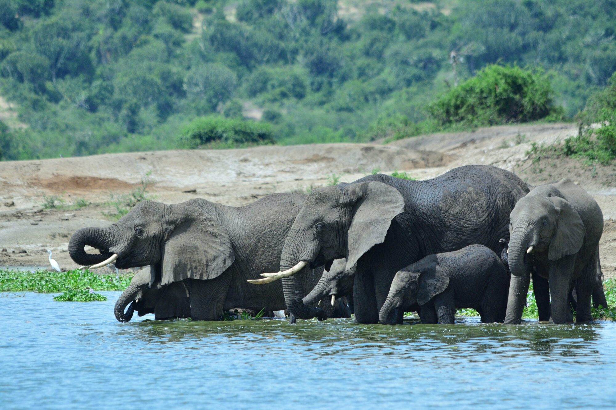 Queen Elizabeth National Park (8)