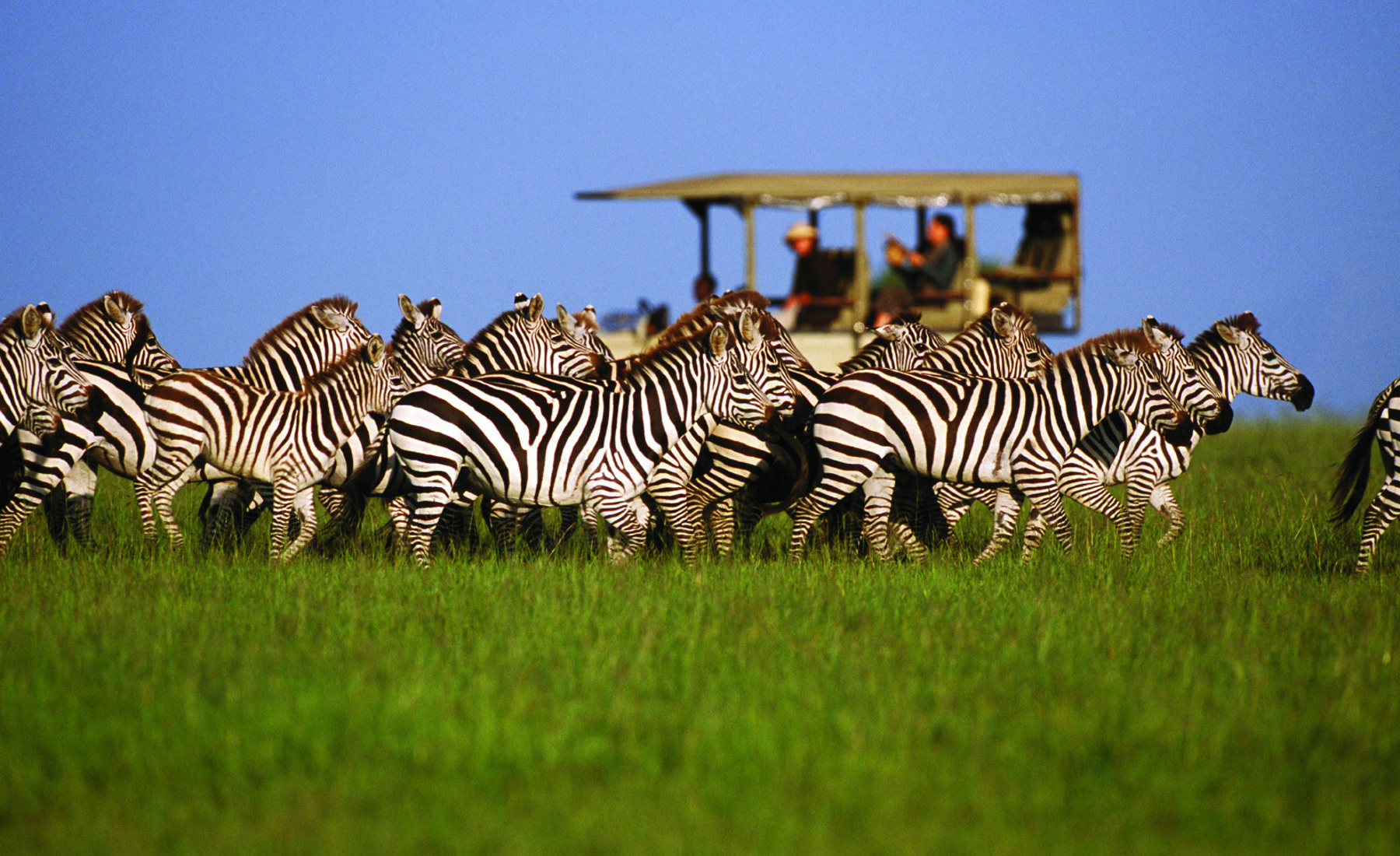 serengeti-safaris-tanzania-wildlife-adventures