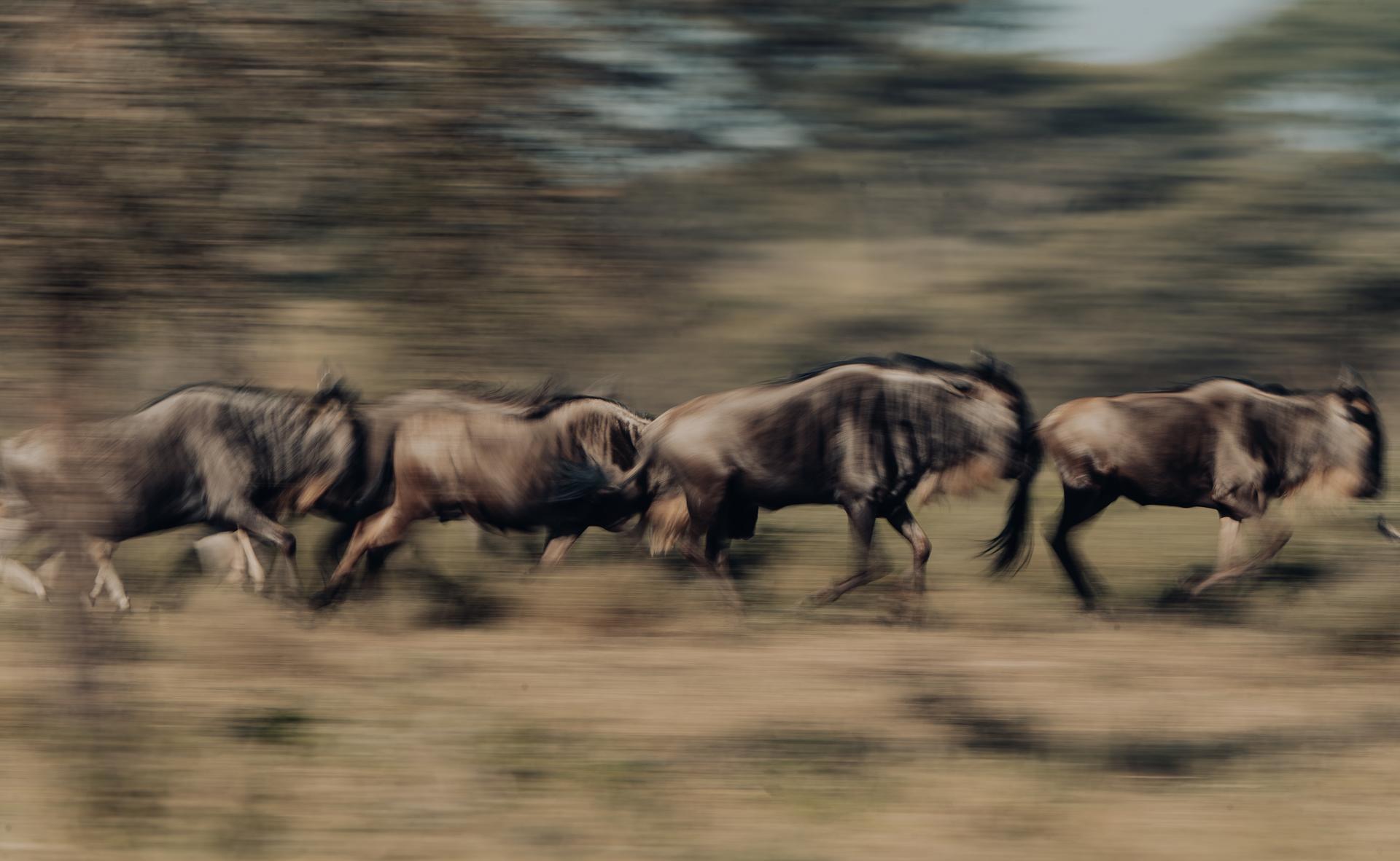Usawa Wildlife