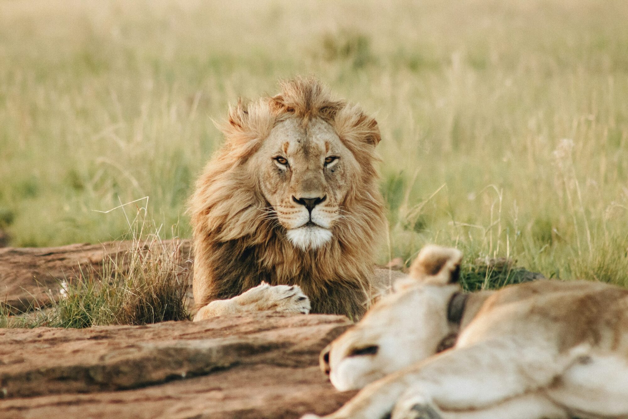 Tanzania Safari Experience